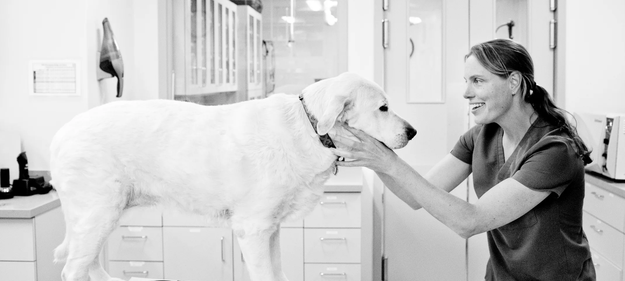 Black and white photo of a dog being examined